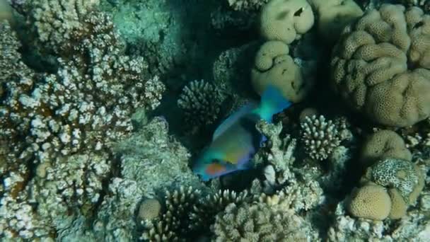 Barriera corallina con pesci di mare — Video Stock