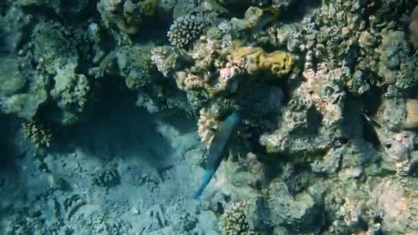 Récif corallien avec poissons de mer Paysage marin sous-marin — Video