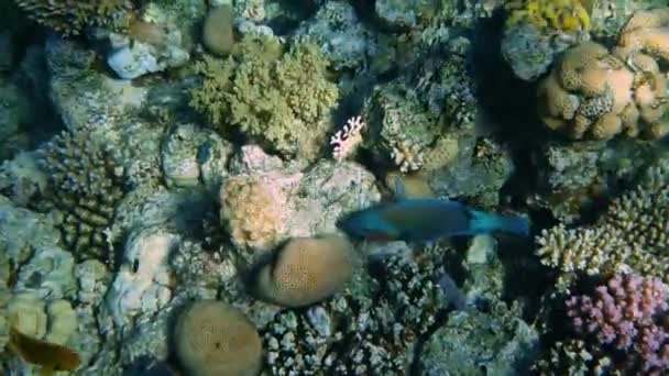 Paysage marin jardin corail. Poissons sous-marins tropicaux. Poisson sous-marin récif marin. Paysage marin tropical coloré. Récif sous-marin. Récif corallien scène . — Video