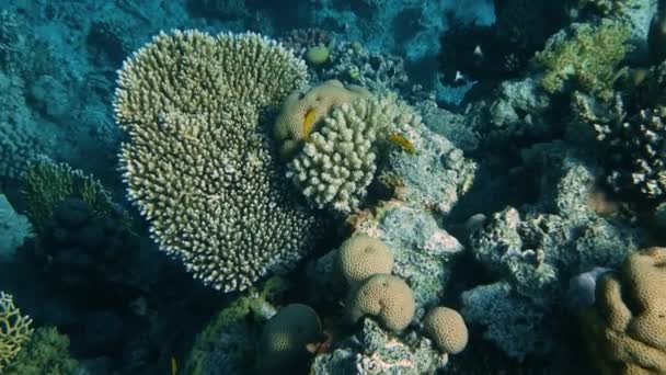 Korallrev med havsfiskar Undervattens havsutsikt — Stockvideo