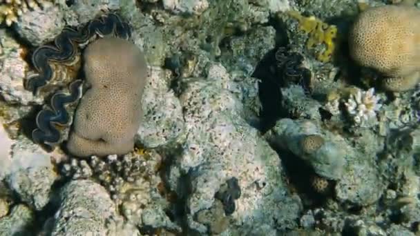 Coral Reef with Sea Fishes Underwater Seascape — Stock Video