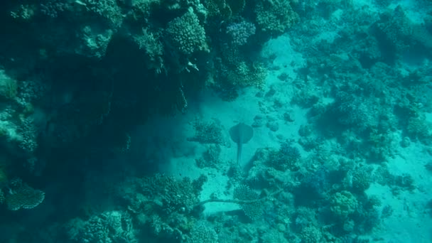 Recife de Coral com Peixes do Mar Subaquático Seascape — Vídeo de Stock