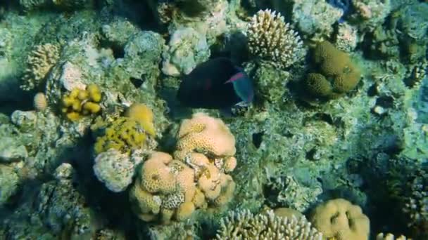 Коралловый риф с морскими рыбами — стоковое видео