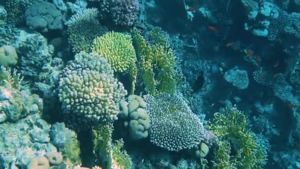 Pesci tropicali variopinti subacquei della barriera corallina . — Video Stock