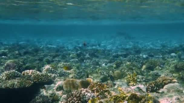 Onderwater Kleurrijke Tropische Koraalrif Vissen. — Stockvideo