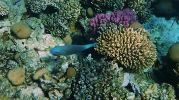Poissons de récifs coralliens tropicaux colorés sous-marins . — Video