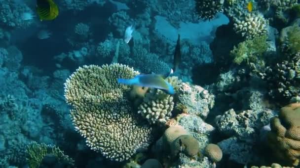 Peces submarinos coloridos del arrecife de coral tropical . — Vídeo de stock