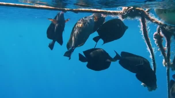 珊瑚礁附近的鱼群，水下拍摄海洋野生动物 — 图库视频影像