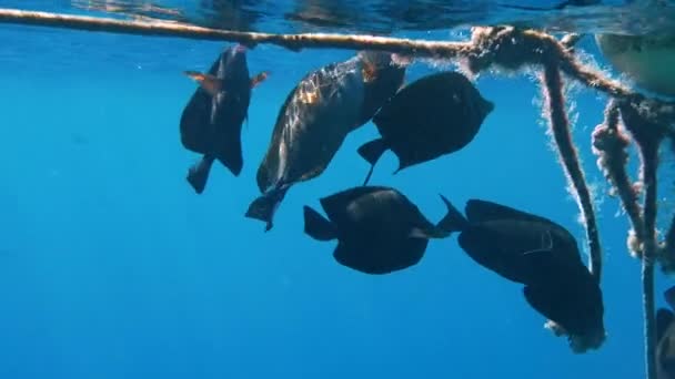 Peixe Shoal perto de um recife de coral, Tiro subaquático da fauna marinha — Vídeo de Stock