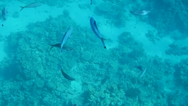 Peixe Shoal perto de um recife de coral, Tiro subaquático da fauna marinha — Vídeo de Stock