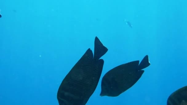 Fiskstim nära ett korallrev, Undervattensfotografering av havsdjur — Stockvideo
