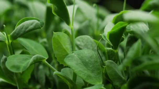 Plantas de cultivo em Timelapse Primavera, brotos Germinação planta de ervilha recém-nascido na agricultura com efeito de estufa — Vídeo de Stock