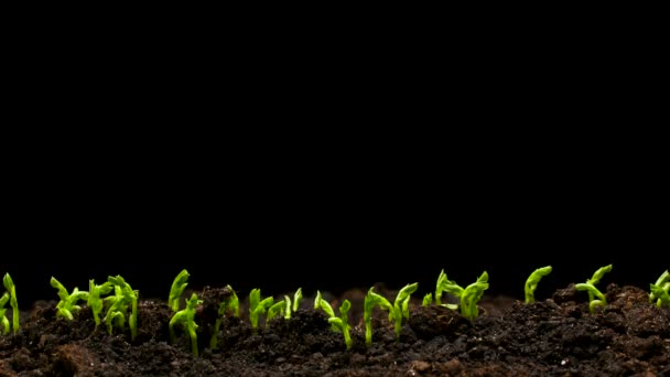 Plantas de cultivo em Timelapse Primavera, brotos Germinação planta de ervilha recém-nascido na agricultura com efeito de estufa — Vídeo de Stock