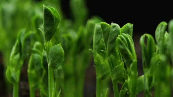 Растения весной Timelapse, ростки Прорастание новорожденного гороха в парниковом сельском хозяйстве — стоковое видео