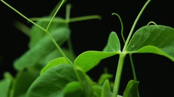 Plantas en crecimiento en primavera Timelapse, Brotes Germinación Recién nacido Planta de guisante en la agricultura de invernadero — Vídeos de Stock