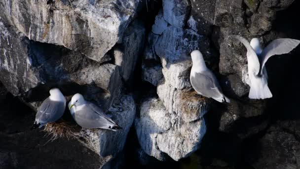 Чайка сидит на океанской скале. Закройте медленное движение в Исландии — стоковое видео