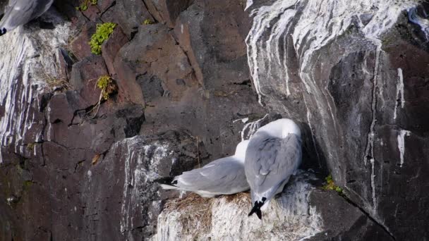Чайка сидить на океанічному камені. Повільний рух в Ісландії — стокове відео