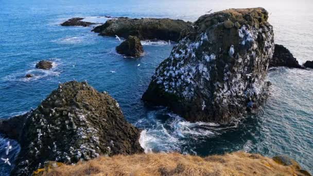 Uma gaivota senta-se numa rocha oceânica. Close up Movimento lento na Islândia — Vídeo de Stock
