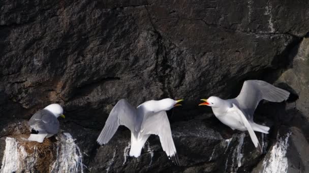 Una gaviota se sienta en una roca oceánica. Primer plano Slow Motion en Islandia — Vídeos de Stock