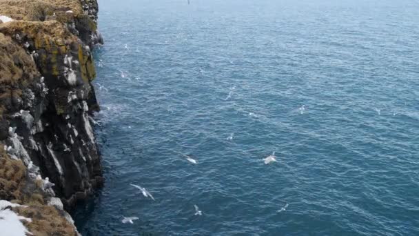 Una gaviota vuela sobre una roca oceánica. Primer plano Slow Motion en Islandia — Vídeos de Stock