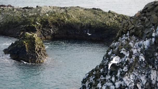 Bir martı okyanus kayasında oturur. İzlanda 'da Yavaş Hareketi Kapat — Stok video