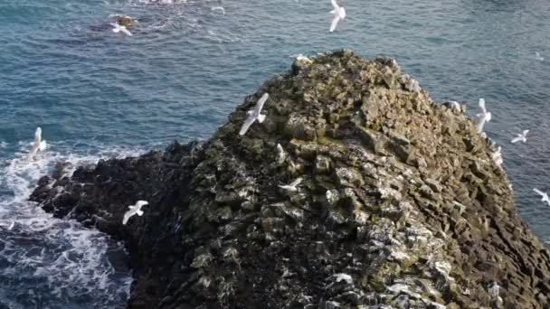 Een meeuw zit op een oceaanrots. Close up Slow Motion in IJsland — Stockvideo
