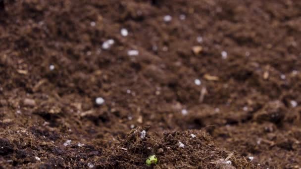 Growing Plants Timelapse Bean Sprouts Germination — Stock Video