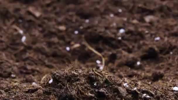 Cultivarea plantelor în timpul primăverii, germinarea germinării plantelor de mazăre nou-născute în agricultura cu efect de seră — Videoclip de stoc