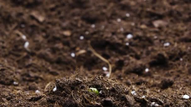 Növekvő növények tavasszal Timelapse, csírák Germination újszülött borsó növény üvegházhatású mezőgazdaság — Stock videók