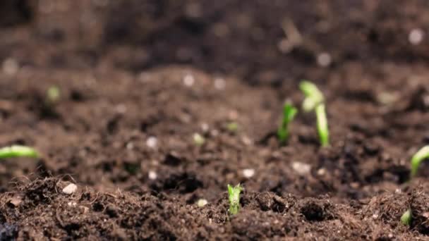 Growing plants in spring timelapse, sprouts germination newborn green plant in greenhouse agriculture — Stock Video