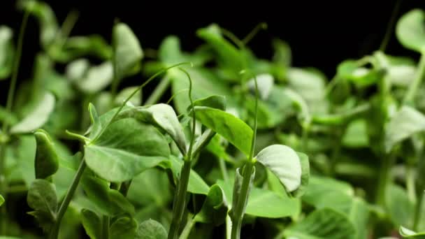 Las plantas crecen en primavera timelapse, brotes germinación — Vídeos de Stock