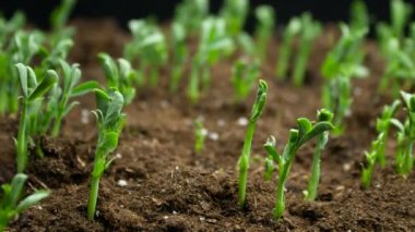 Plants grow in spring timelapse, sprouts germination