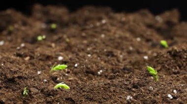 Plants grow in spring timelapse, sprouts germination