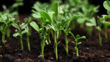 Plants grow in spring timelapse, sprouts germination