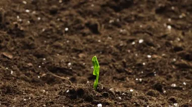 Plants grow in spring timelapse, sprouts germination