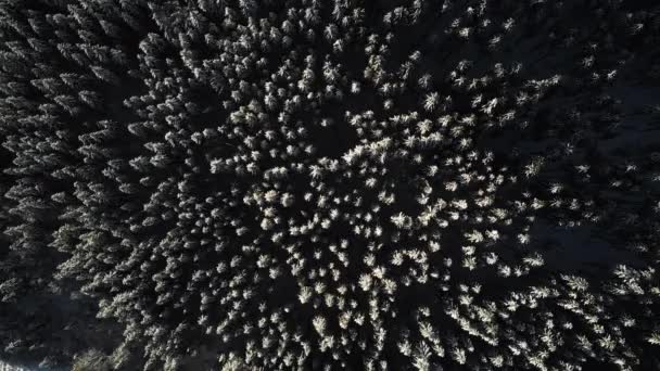 Zimní sezóna zasněžených horských lesů letecký snímek — Stock video