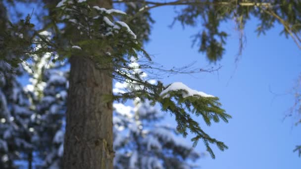 Bosque de coníferas en invierno, nieve en ramas y árboles, Paisaje helado — Vídeos de Stock