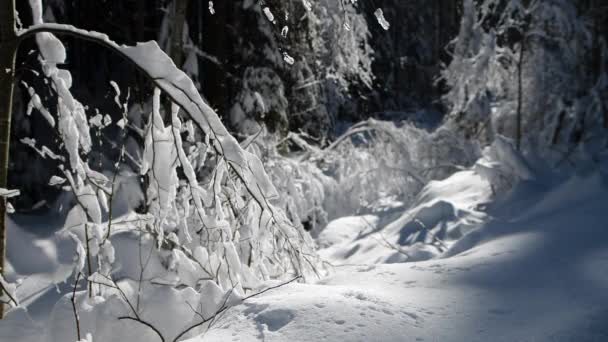 Wald im Winter, Schnee auf Ästen und Bäumen, frostige Landschaft — Stockvideo