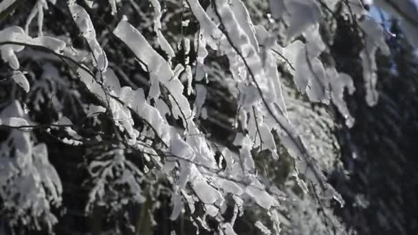 冬の森、枝や木の雪、霜の風景 — ストック動画