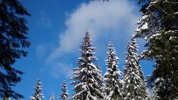 Nadelwald im Winter, Schnee auf Ästen und Bäumen, frostige Landschaft — Stockvideo