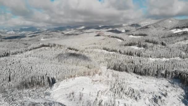 Χειμερινό δάσος στο βουνό, εναέρια κατεψυγμένα χιονισμένο τοπίο — Αρχείο Βίντεο