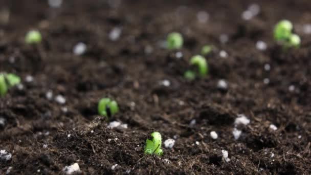 Cultivo de plantas en timelapse, brotes germinación planta recién nacida en la agricultura de invernadero — Vídeo de stock