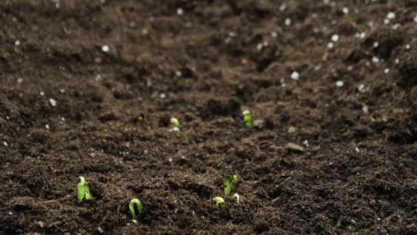 Pěstování rostlin ve lhůtách, klíčící klíčící novorozená rostlina ve skleníkovém zemědělství — Stock video