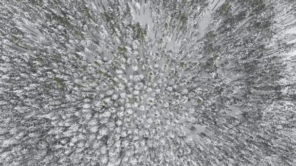 Zimní les v horách, Letecká zamrzlá zasněžená krajina, Sněhová sezóna — Stock video