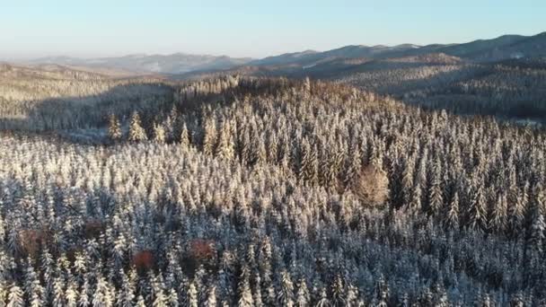 Bosque de invierno en la montaña, Paisaje nevado congelado aéreo, Temporada nevada — Vídeo de stock