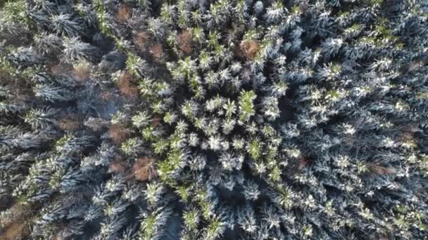 Floresta no inverno, Paisagem nevada congelada aérea, Época nevada — Vídeo de Stock