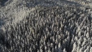 Kışın Orman, Hava Donmuş Karlı Manzara, Karlı Mevsim
