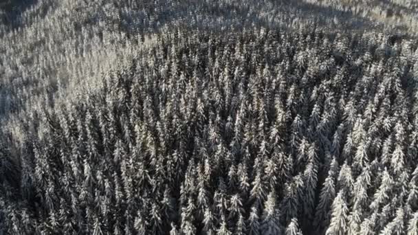Wald im Winter, Luftgefrorene verschneite Landschaft, verschneite Jahreszeit — Stockvideo
