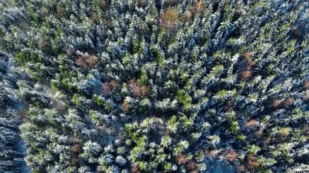 Época de Inverno, Floresta da Montanha Neve, belo tiro aéreo — Vídeo de Stock