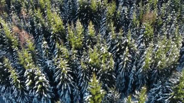 Зимний сезон, Лес Снежных гор, красивая воздушная съемка — стоковое видео